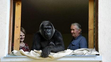 Fransız çift, 18 yıldır bir gorille aynı evde yaşıyor