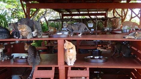 Hawaii'de başıboş kediler için barınak yaptılar