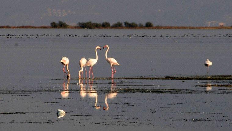 Yalova'daki 'Kuş Oteli' flamingo konuklarını ağırlıyor