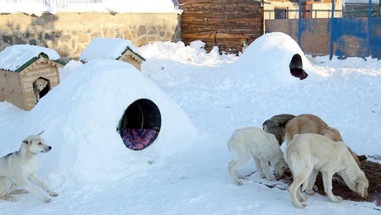 Erzurum'da sokak hayvanları için iglo evler yapıldı  