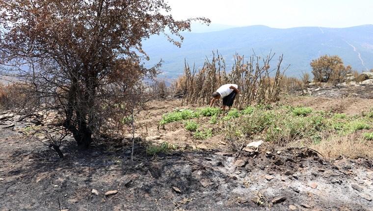 Bayındır'da yangından zarar gören alana 1 milyon fidan dikilecek