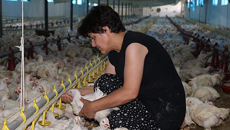 Erzincanlı ev hanımı 40 bin kapasiteli tavuk çiftliği kurdu