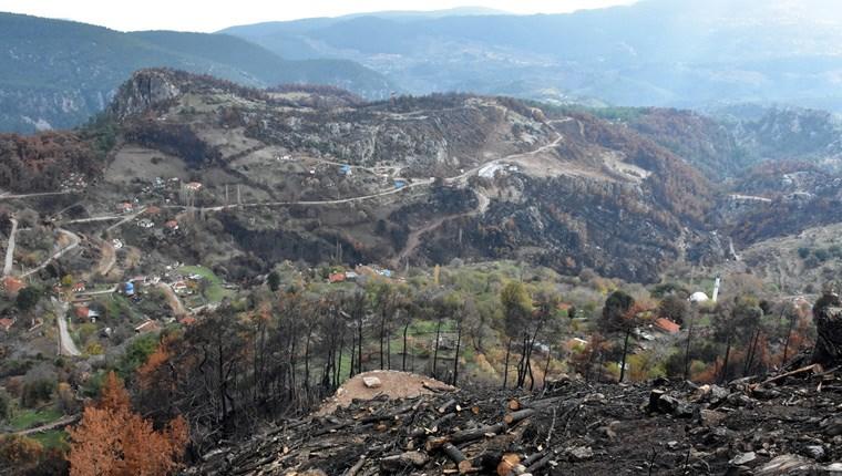 64 evin yandığı Zeytinköy'e 15 bin zeytin fidanı dikilecek