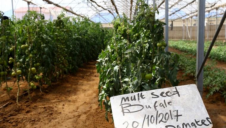 TİKA ve İHH'dan Somali'ye Uygulamalı Tarım Okulu