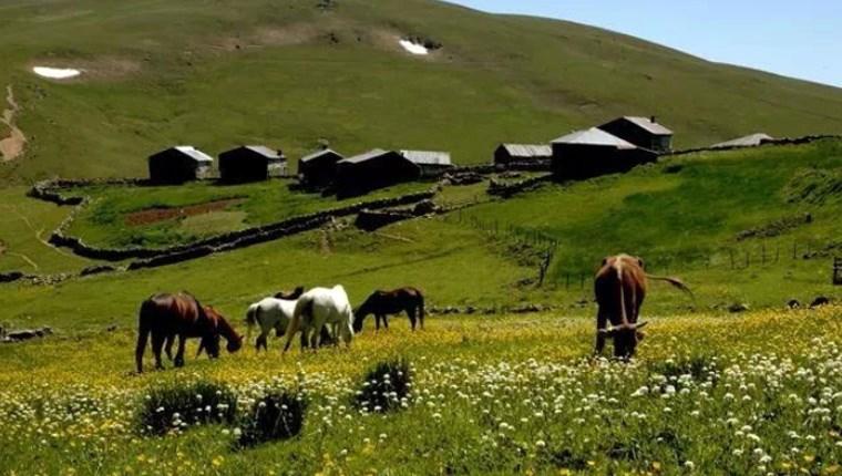 İki bin rakımlı yaylada festival keyfi!