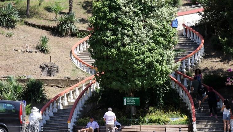 Türkiye'nin ilk canlı ağaç müzesi 89 yaşında!