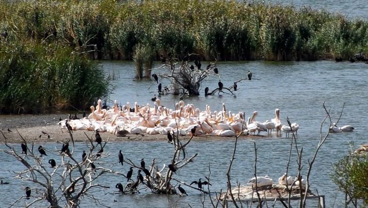 Balıkesir Kuş Cenneti Milli Parkı'nda çalışmalar sürüyor!