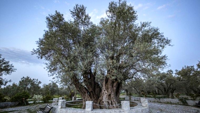 Çevre ve Şehircilik Bakanlığı, anıt ağaçlarının bakımını yapacak