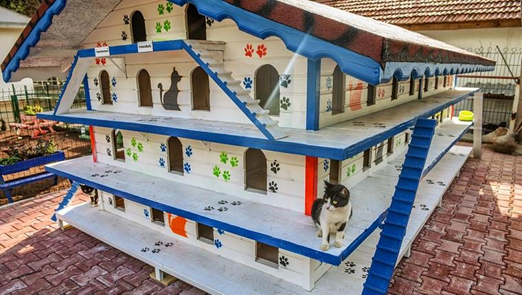 Antalya'da 3 katlı, 64 odalı "kedi apartmanı" yapıldı