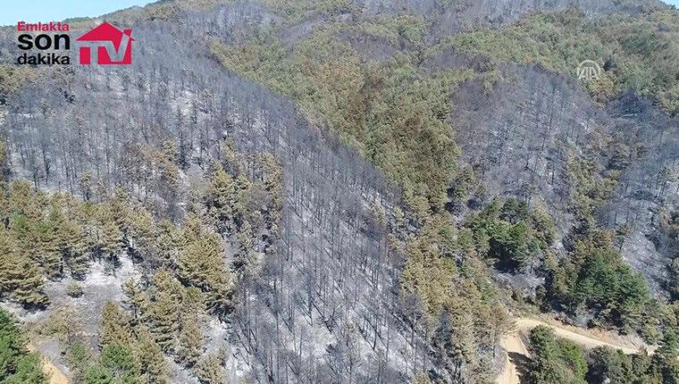 Sakarya'daki orman yangını havadan görüntülendi!