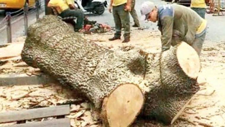 emirganda yol yapımı için kesilen ağaçlar